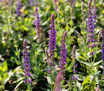 Salvia nemorosa 'Ostfriesland' Salvia nemorosa 'Ostfriesland'