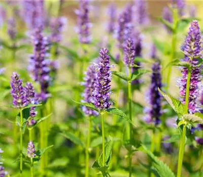 Agastache rugosa 'Black Adder' Agastache rugosa 'Black Adder'