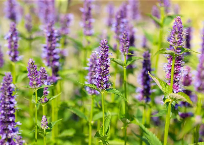 Agastache rugosa 'Black Adder'