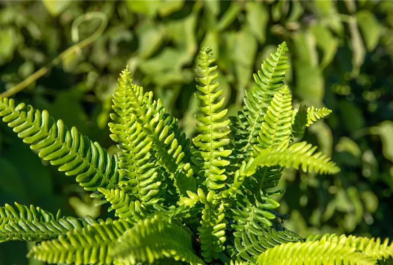 Blechnum spicant Blechnum spicant