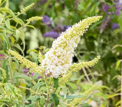Buddleja davidii 'Peace'
