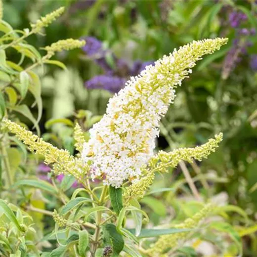 Buddleja davidii 'Peace'