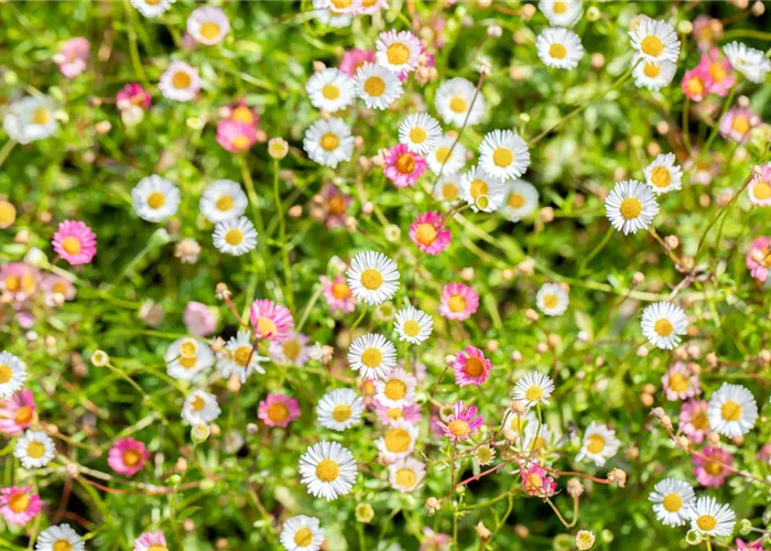 Erigeron karvinskianus 'Blütenmeer'