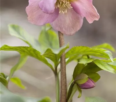 Helleborus orientalis