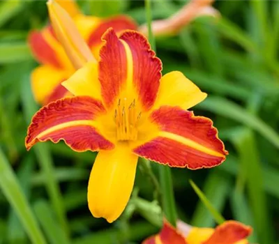 Hemerocallis x cult.'Frans Hals'