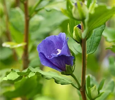 Hibiscus syriacus 'Marina' Hibiscus syriacus 'Marina'