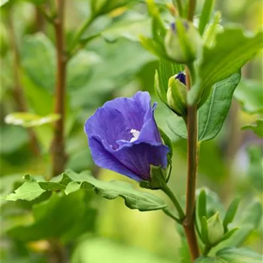Hibiscus syriacus 'Marina' Hibiscus syriacus 'Marina'
