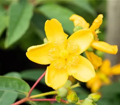 Hypericum 'Hidcote' Hypericum 'Hidcote'