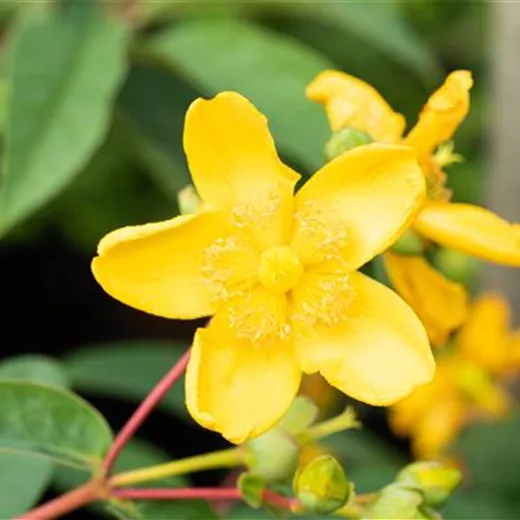Hypericum 'Hidcote'