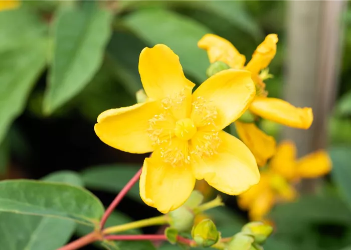 Hypericum 'Hidcote'