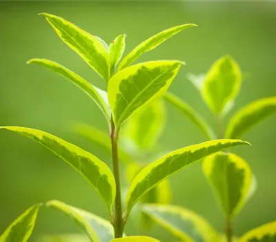 Ligustrum ovalifolium 'Aureum' Ligustrum ovalifolium 'Aureum'