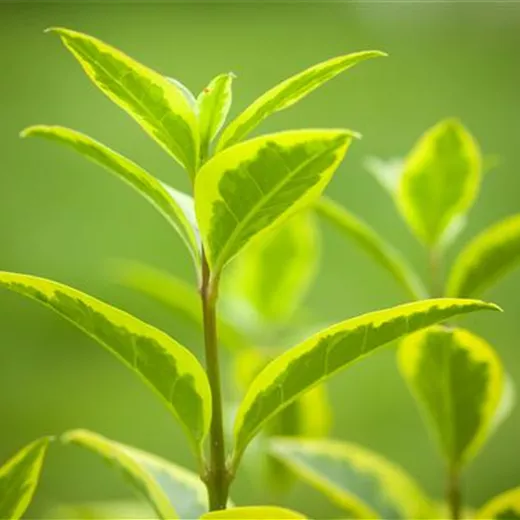 Ligustrum ovalifolium 'Aureum' Ligustrum ovalifolium 'Aureum'