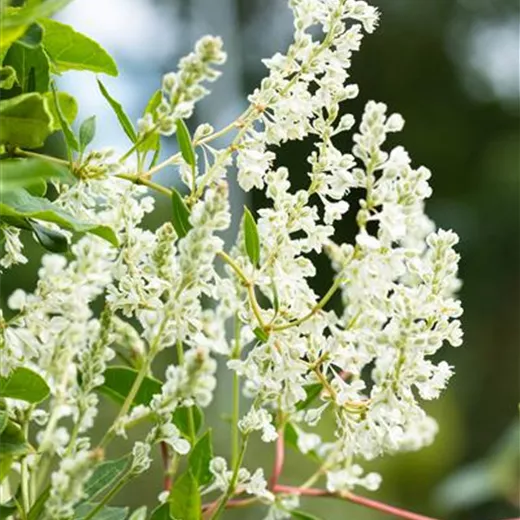 Polygonum aubertii