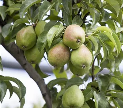 Pyrus communis Pyrus communis