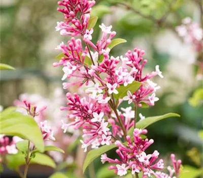 Syringa 'Redwine'