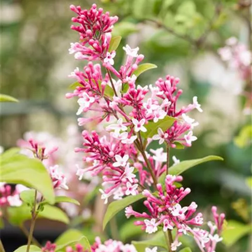 Syringa 'Redwine'
