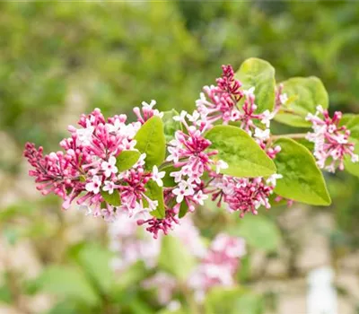 Syringa microphylla 'Superba' Syringa microphylla 'Superba'
