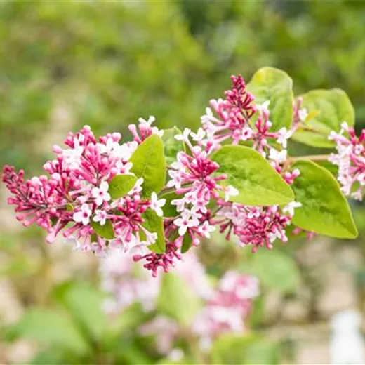Syringa microphylla 'Superba'
