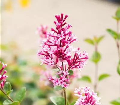 Syringa 'Tinkerbelle' -R-