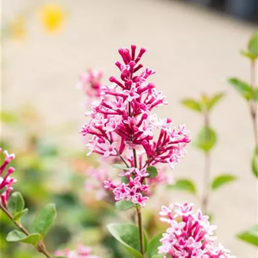 Syringa 'Tinkerbelle' -R-