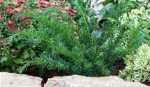 thuja smaragd maximale höhe Lebensbaum Thuja occidentalis Smaragd 180-200 cm Höhe Ballenware main image 0