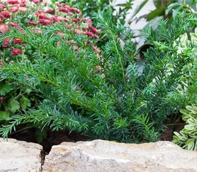 Taxus baccata 'Repandens' Taxus baccata 'Repandens'