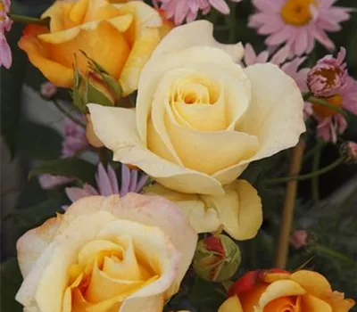 Rosa 'Sunny Sky' -R- TH