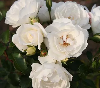 Rosa 'Weiße Wolke' -R- STR