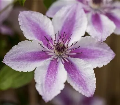 Clematis 'Darius'