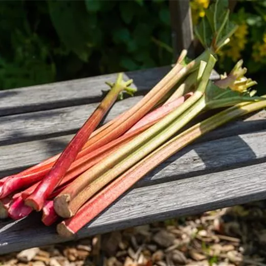 Rheum x hybridum "Fulton's Strawberry Surprise" Rheum x hybridum "Fulton's Strawberry Surprise"