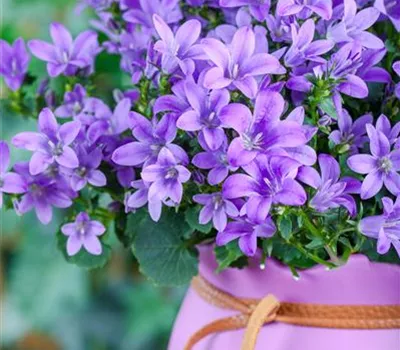 Campanula poscharskyana 'Blauranke'