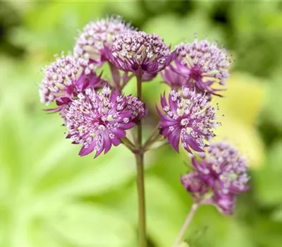 Astrantia major 'Primadonna'