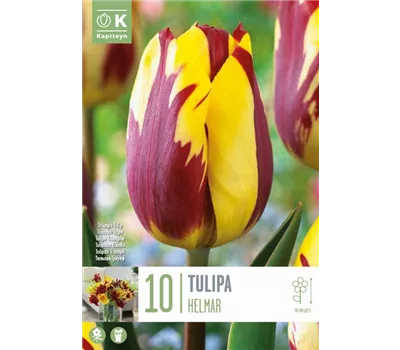 Tulipa 'Helmar'