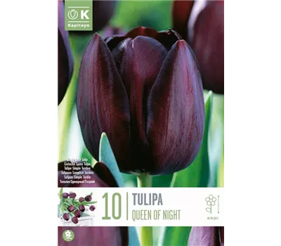 Tulipa 'Queen of Night'