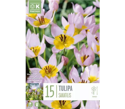 Tulipa saxatilis