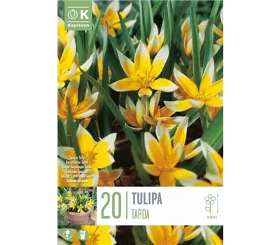 Tulipa tarda Tulipa tarda