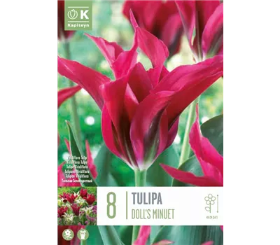 Tulipa 'Doll's Minuet' Tulipa 'Doll's Minuet'