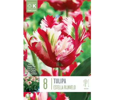 Tulipa 'Estella Rijnveld' Tulipa 'Estella Rijnveld'