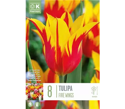 Tulipa 'Fire Wings'