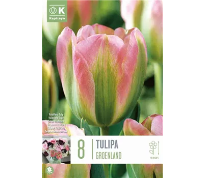 Tulipa 'Groenland'