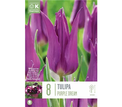 Tulipa 'Purple Dream'