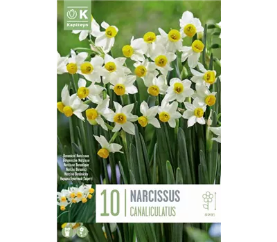 Narcissus 'Canaliculatus'