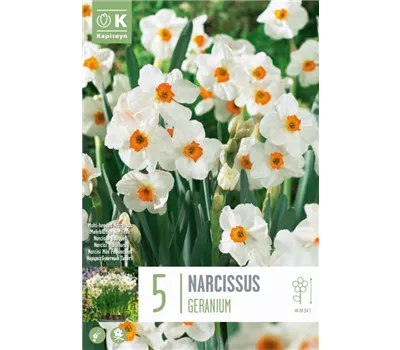 Narcissus 'Geranium'