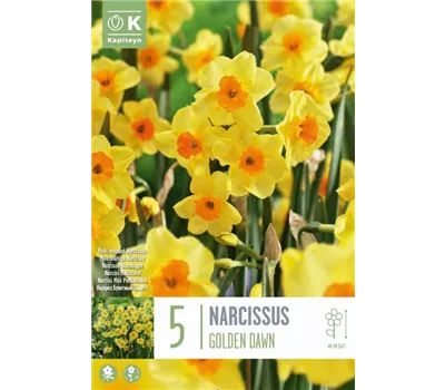 Narcissus jonquilla 'Golden Dawn'