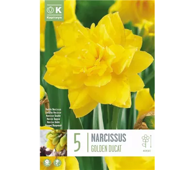 Narcissus 'Golden Ducat' Narcissus 'Golden Ducat'