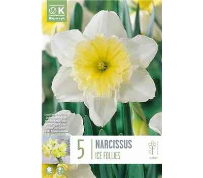 Narcissus 'Ice Follies' Narcissus 'Ice Follies'