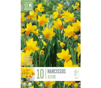 Narcissus 'Jetfire'