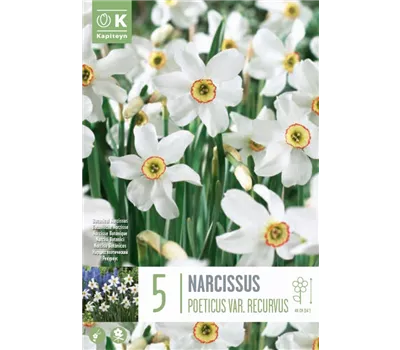 Narcissus poeticus var. recurvus