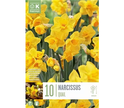 Narcissus jonquilla 'Quail'