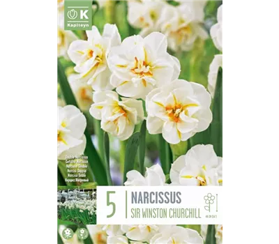 Narcissus 'Sir Winston Churchill' Narcissus 'Sir Winston Churchill'